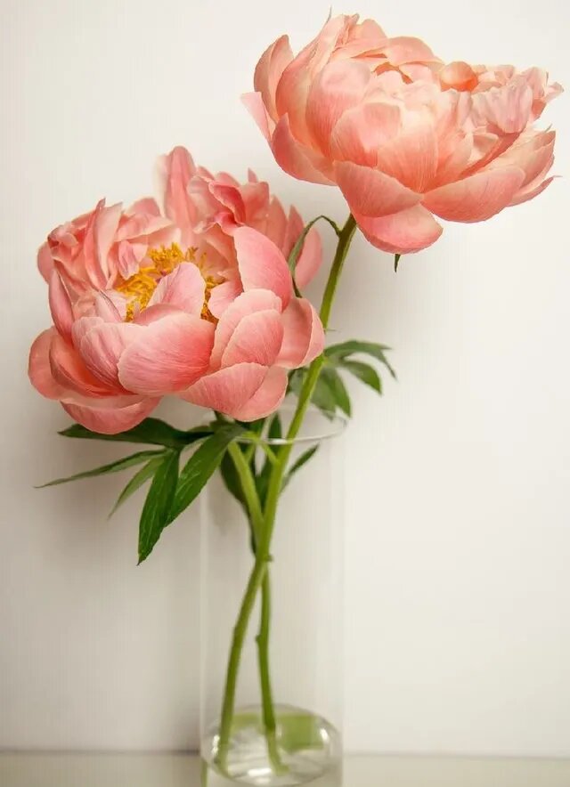 Foto de dos peorías de color peach fuzz en un jarrón