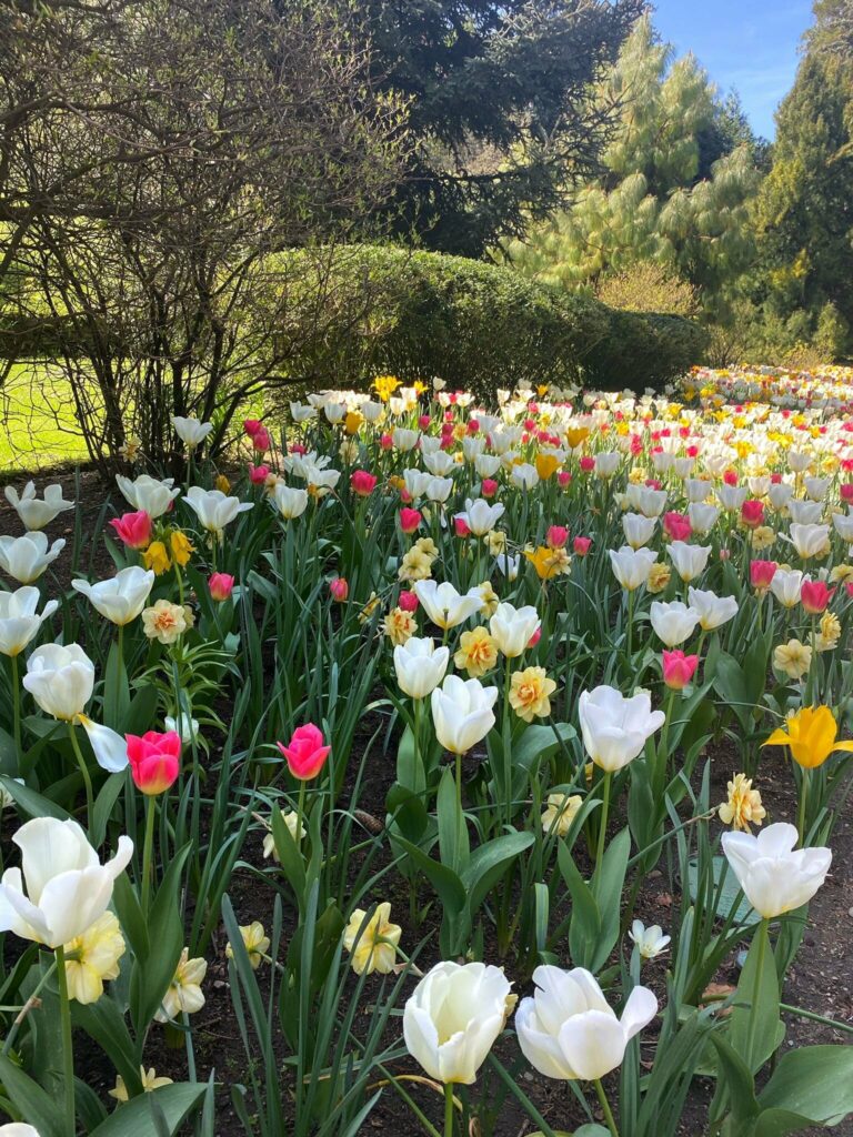 Foto de tulipanes blancos, rosas y amarillos en el jardín botánico de Villa Taranto en Verbania