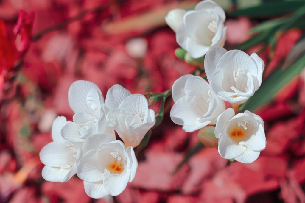 Foto de fresias blancas